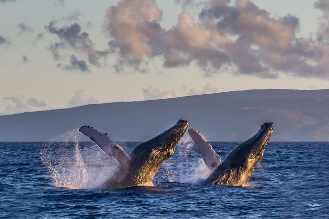 Deluxe Whale Watching Sail on Maui - Price and Value: Why $147.83 Can Make Sense Here