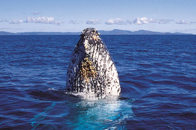 Deluxe Whale Watching Sail on Maui - Weather, Whale Season, and What to Expect on Any Given Day