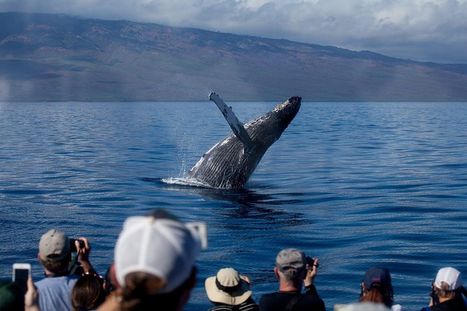 Deluxe Whale Watching Sail on Maui - Maalaea Harbor to Whale-Rich Waters: The Cruise Rhythm