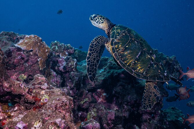 Discover Scuba Diving Class from Lahaina - Who should book, and who should think twice