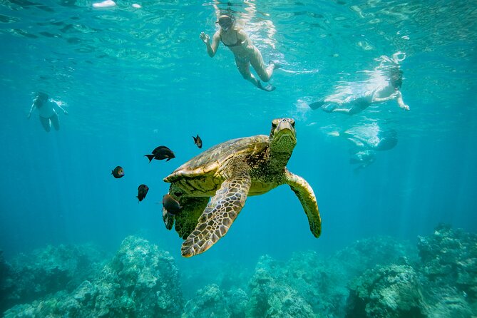 Discover the Magic of Coral Garden’s Turtle Town - Maalaea Harbor - Key highlights at a glance