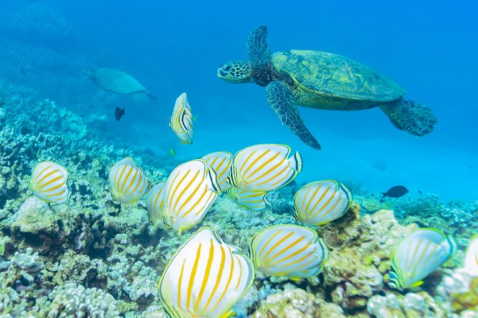 Discover the Magic of Coral Garden’s Turtle Town - Maalaea Harbor - Food and the floating-style Tiki Bar: the part people remember