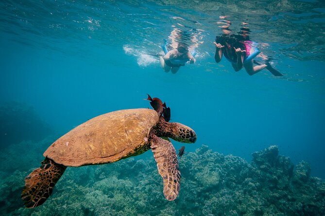 Discover the Magic of Coral Garden’s Turtle Town - Maalaea Harbor - The sail portion: what to expect between reefs