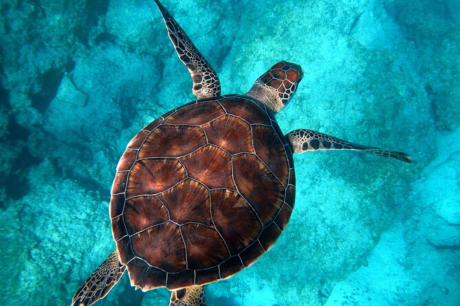 E-Scooter Snorkel With Photo and Video At Turtle Town - Group Size, Timing, and What It Means for Your Comfort Level