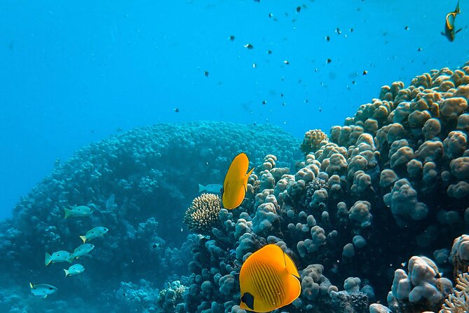 E-Scooter Snorkel With Photo and Video At Turtle Town - Who Should Book This and Who Should Probably Skip It