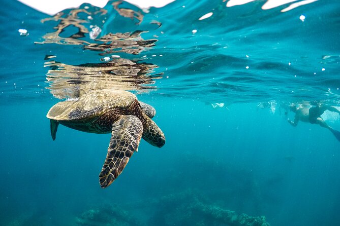 Eco-Raft Tour: Maui-Lanai Snorkel / Dolphin Watch (Semi-Private) - Food onboard: snacks that actually keep you going