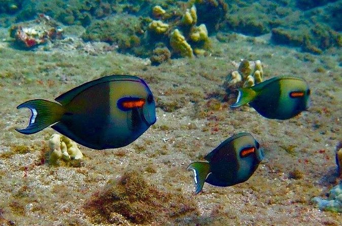 Eco Sea Scooter Beach Entry - Rent a GoPro Video tape Sea Turtles - Underwater Highlights: Coral, Fish, and Sea Turtles
