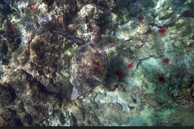 Eco Sea Scooter Beach Entry - Rent a GoPro Video tape Sea Turtles - GoPro Movie Time, Without the Usual Hassle