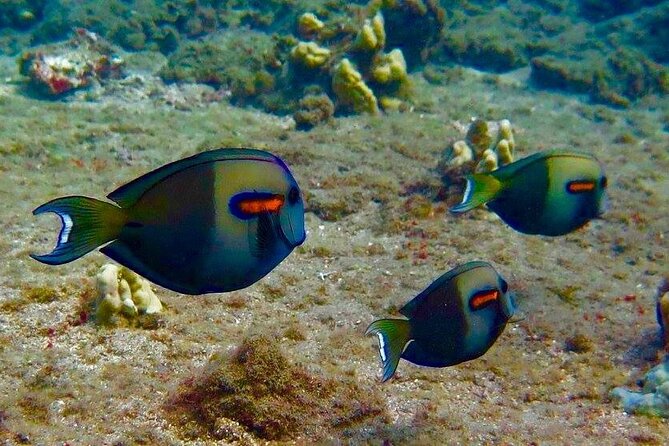 Eco Sea Scooter Beach Entry - Rent a GoPro Video tape Sea Turtles - Price, Value, and What You’re Really Paying For