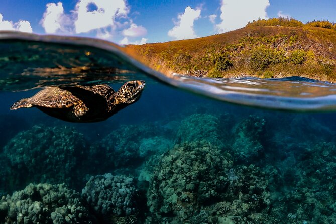 First Timers and Non-Swimmers Snorkeling Experience in Wailea - Key things to know before you go