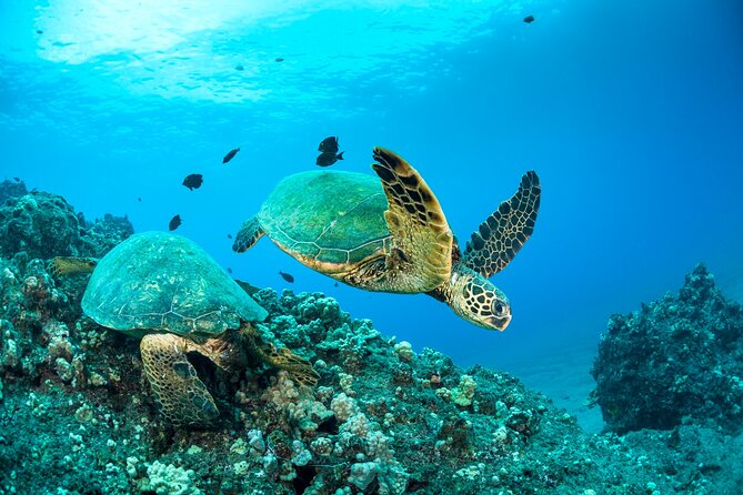 Four Winds Maui Afternoon Snorkel Tour to Coral Gardens - The boat routine, crew vibe, and why the timing feels “easy”