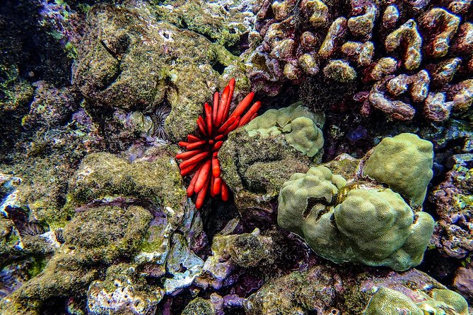 Four Winds Molokini Snorkeling Tour from Maalaea Harbor - Meals and drinks onboard: what you actually eat on the water