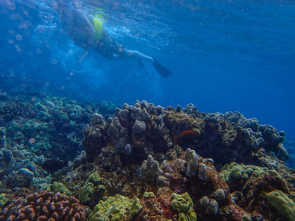 Four Winds Molokini Snorkeling Tour from Maalaea Harbor - Molokini Crater snorkeling: your 2 hours of clear-water reef time