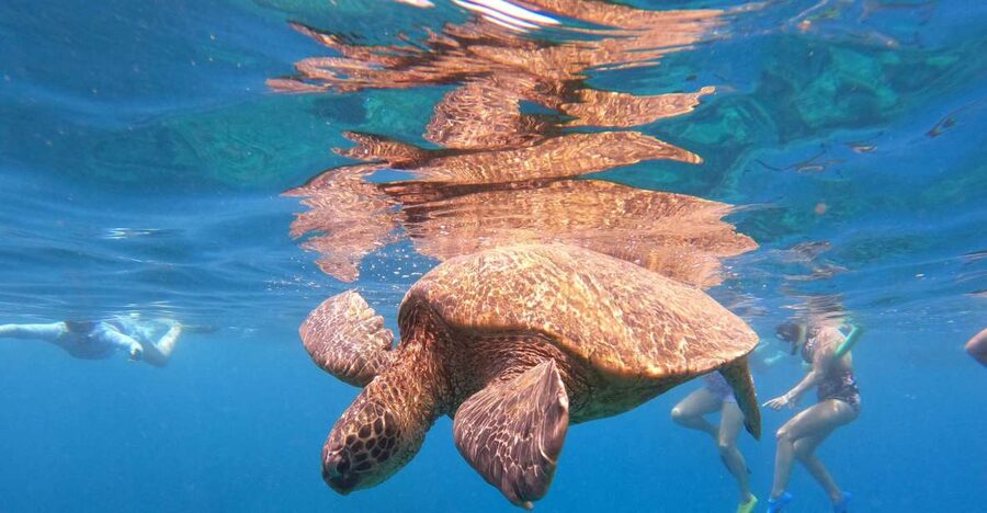 From Ka'anapali: West Maui Half-Day Snorkel Tour w/ Food - Key points to know before you go