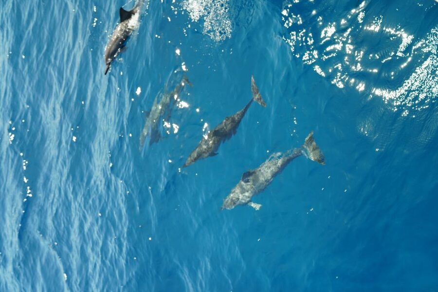 From Ka'anapali: West Maui Half-Day Snorkel Tour w/ Food - Comfort, safety, and packing for a beach-loading catamaran