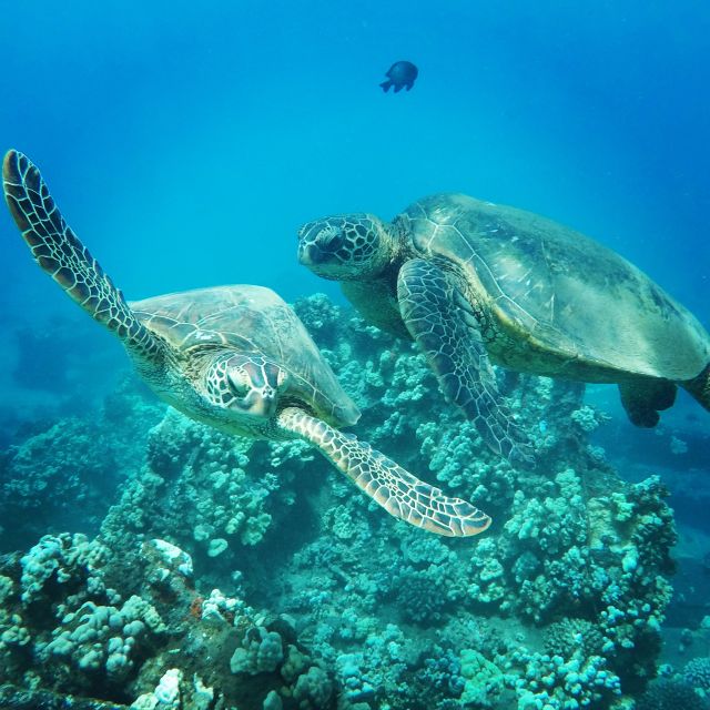 From Kaanapali: Afternoon West Maui Snorkeling w/ Drinks - Afternoon West Maui snorkeling, minus the early-morning pain
