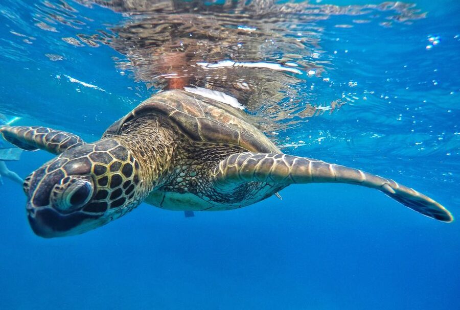 From Kaanapali: Afternoon West Maui Snorkeling w/ Drinks - How the crew runs safety without killing the vibe