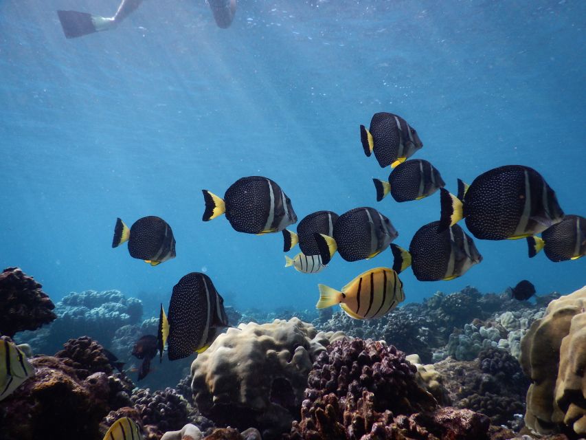 From Kaanapali: Afternoon West Maui Snorkeling w/ Drinks - Who this afternoon Sea Maui cruise fits best