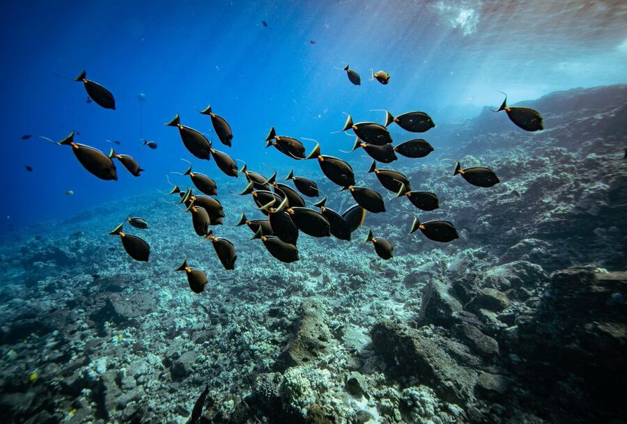 From Kihei: Molokini Crater and Turtle Town Snorkeling - Molokini Crater snorkeling: clear water with volcanic structure