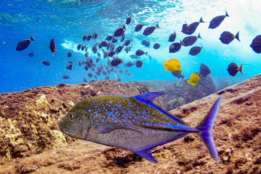 From Kihei: Molokini Crater and Turtle Town Snorkeling - What you might actually see underwater (beyond the headline turtles)