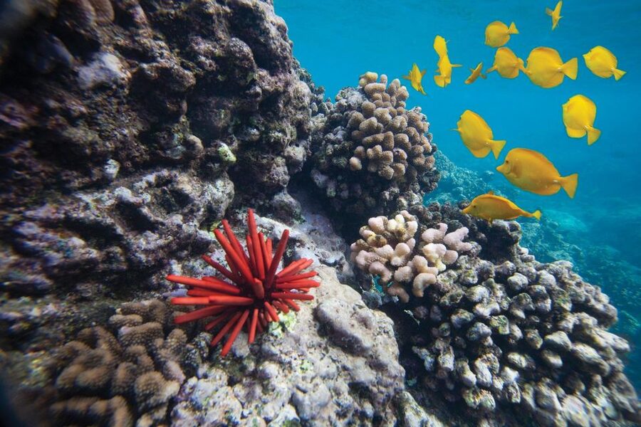 From Kihei: Molokini Crater and Turtle Town Snorkeling - Whale watching on the ride, not the whole trip