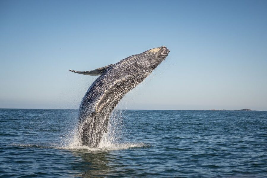 From Ma'alaea: Afternoon Whale Watch Tour Aboard the Malolo - Quick hits before you go