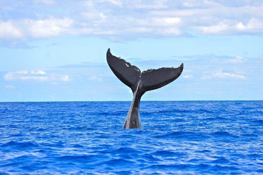 From Ma'alaea: Afternoon Whale Watch Tour Aboard the Malolo - Maalaea Bay whale watching: what to look for in real time