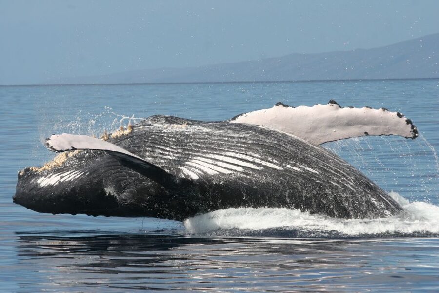 From Ma'alaea: Afternoon Whale Watch Tour Aboard the Malolo - Captain and crew narration: learning the why behind the sightings
