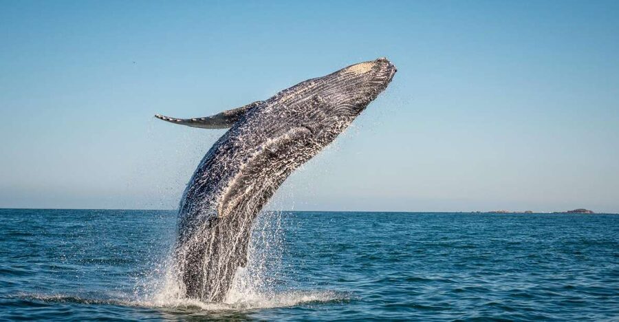 From Ma'alaea: Afternoon Whale Watch Tour Aboard the Malolo - The Malolo catamaran: how speed and layout affect whale spotting