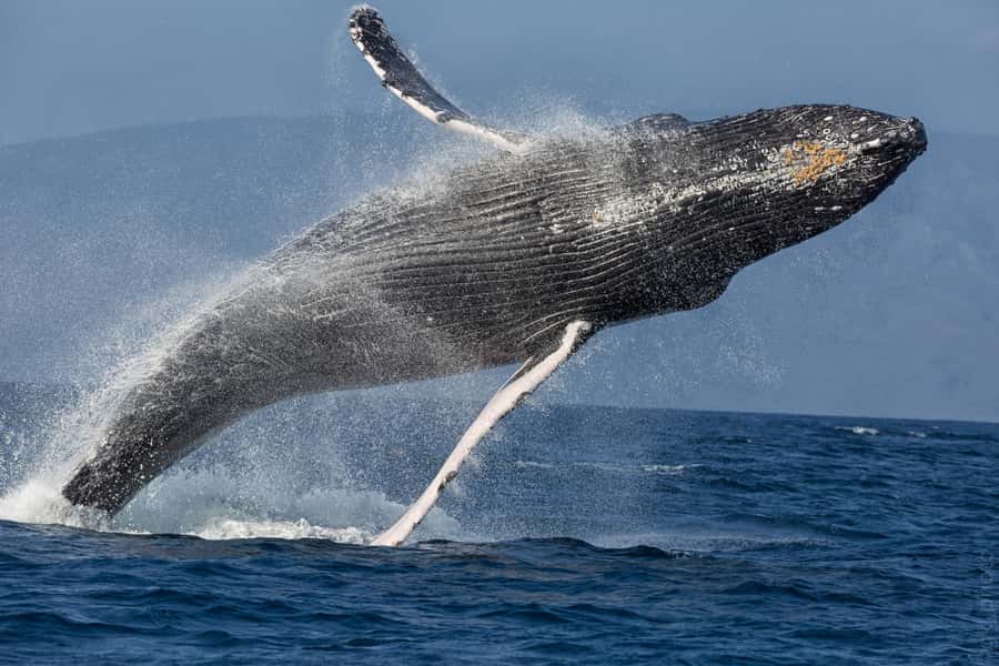 From Ma'alaea: 'Alihilani Sunset Sail Catamaran Tour - Should you book the Alihilani Sunset Sail?