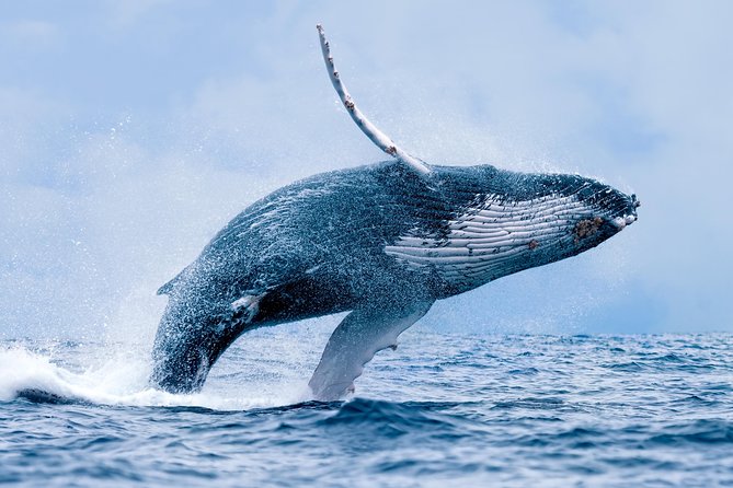 From Ma'alaea Harbor, Maui: Whale Watch Cruise Aboard Malolo - From Maalaea Harbor to Whale Action: Why the Location Matters