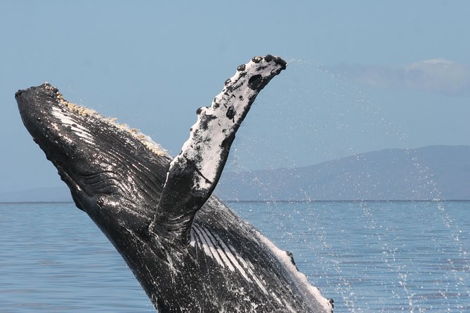 From Ma'alaea Harbor, Maui: Whale Watch Cruise Aboard Malolo - The Crew’s Role: Safety, Information, and Captain Karl