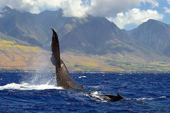 From Ma'alaea Harbor: Sunset Whale Watch Tour Aboard the Malolo - Boarding experience: what to expect from check-in to seating
