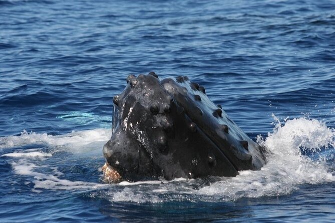 From Ma'alaea Harbor: Sunset Whale Watch Tour Aboard the Malolo - What you might see: fin slaps, flukes, peduncles, and breaches