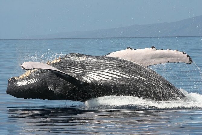 From Ma'alaea Harbor: Sunset Whale Watch Tour Aboard the Malolo - Price and value: $49.95 can be a win, or a lesson