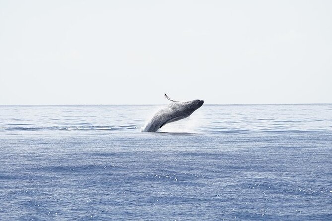 From Ma'alaea Harbor: Sunset Whale Watch Tour Aboard the Malolo - Weather, sea state, and why dressing matters