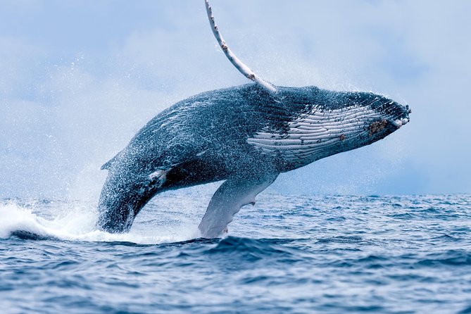 From Ma'alaea Harbor: Whale Watch Cruise Aboard the Malolo - Key Things That Make This Whale Watch Worth Your Time