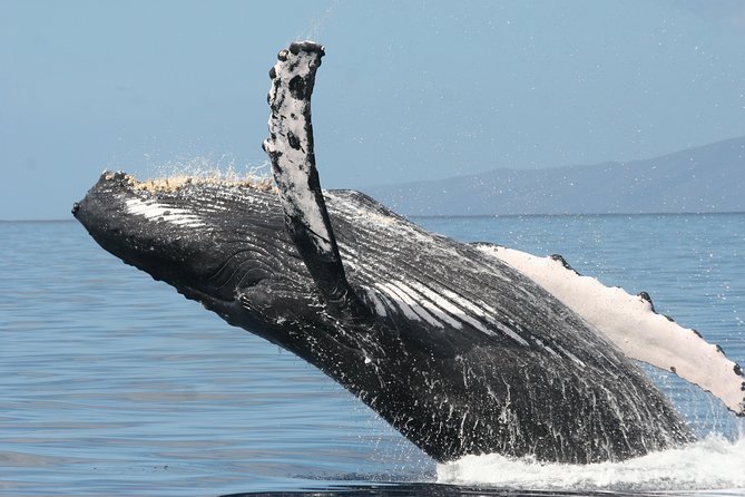 From Ma'alaea Harbor: Whale Watch Cruise Aboard the Malolo - On-Board Comfort: Shade, Drinks, and Seating Choices