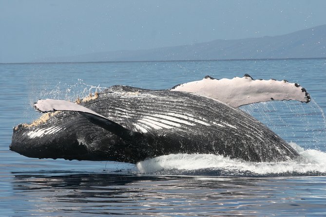 From Ma'alaea Harbor: Whale Watch Cruise Aboard the Malolo - Whale Close-Ups: The Thrill, the Limits, and Your Expectations