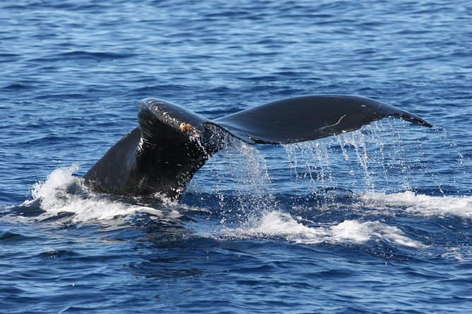 From Ma'alaea Harbor: Whale Watch Cruise Aboard the Malolo - Family-Friendly Without Being Chaos