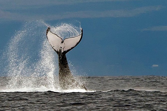 From Ma'alaea Harbor: Whale Watch Cruise Aboard the Malolo - Price and Value: Is $49.95 Actually Reasonable?