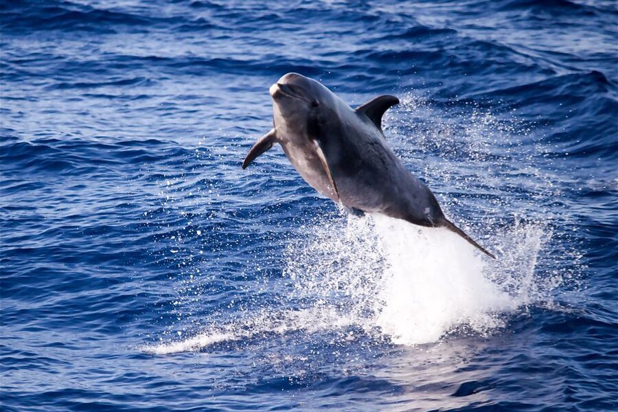 From Ma'alaea: Turtle Town Snorkel aboard Quicksilver - The First Cruise Stretch: Coffee, Breakfast, and Dolphin or Whale Watching