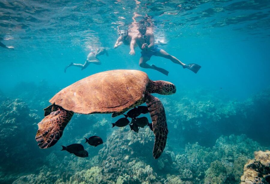 From Maalaea: Turtle Town 3-Hour Snorkel and Sail Adventure - Key points before you go