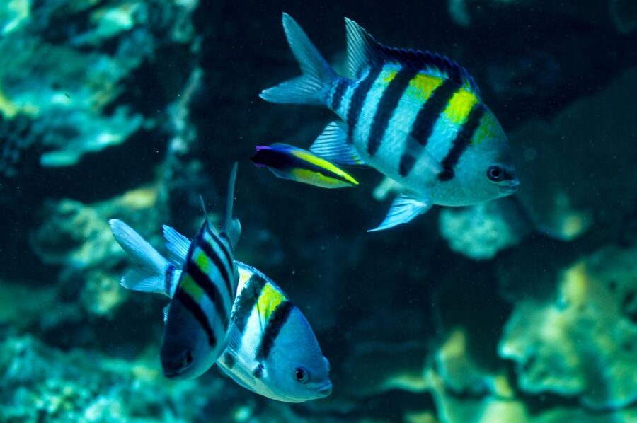 From Maalaea: Turtle Town 3-Hour Snorkel and Sail Adventure - What To Bring So You Are Not Rushed