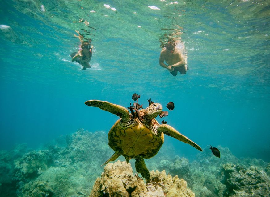 From Maalaea: Turtle Town 3-Hour Snorkel and Sail Adventure - The Beginner Snorkeling Class That Makes This Worth It