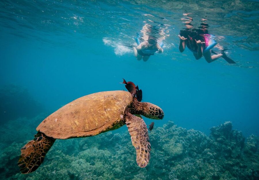 From Maalaea: Turtle Town 3-Hour Snorkel and Sail Adventure - Food, Unlimited Juice, and the On-Board Comfort Details