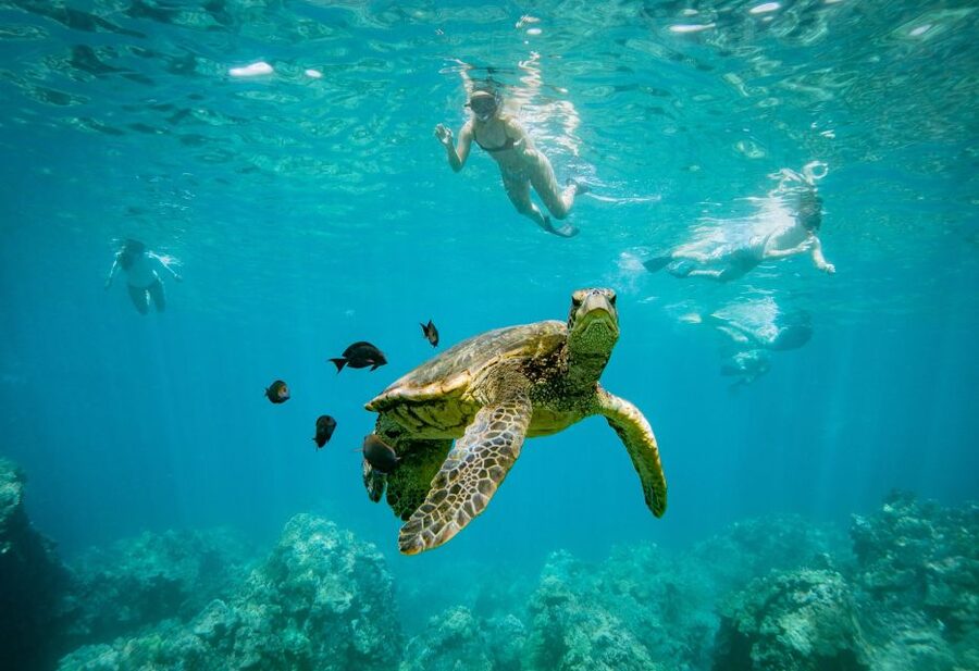 From Maalaea: Turtle Town 3-Hour Snorkel and Sail Adventure - Crew Style, Safety, and the Real Meaning of Small Groups