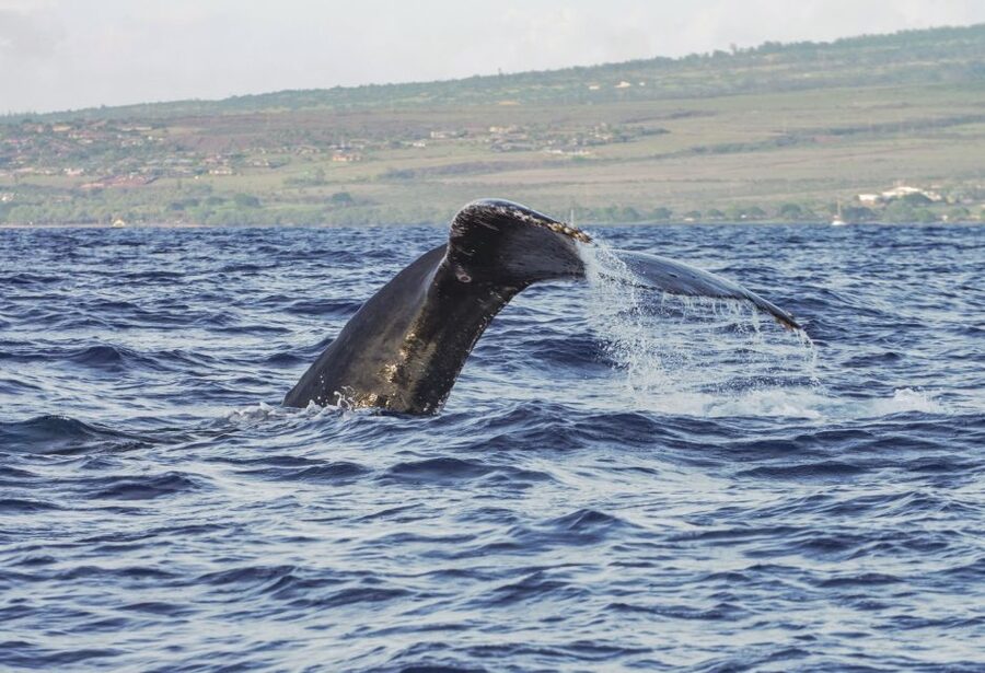 From Maalaea: Whale Watching Catamaran Cruise with Drinks - FAQ