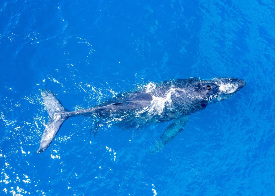 From Maalaea: Whale Watching Catamaran Cruise with Drinks - Front-row whale watching from the Winona catamaran