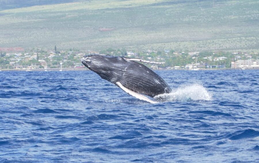 From Maalaea: Whale Watching Catamaran Cruise with Drinks - Finding your pier at 233 Maalaea Rd, and what happens first